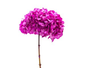 A beautiful Biocarve Phlox Beauty Mix Flower in a white background